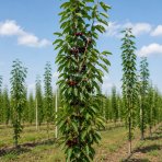 Stĺpovitá čerešňa (Prunus avium) ‘VIKTÓRIA’-  stredne skorá - výška 150-170 cm, kont. C7L